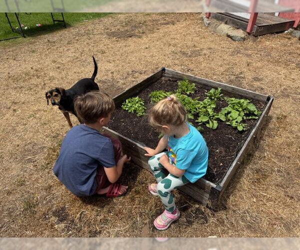 Medium Photo #2 Beagle Puppy For Sale in Apple Valley, CA, USA