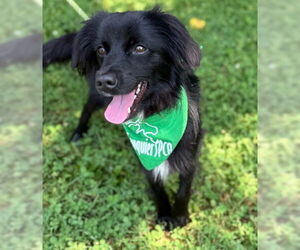 Australian Shepherd-Unknown Mix Dogs for adoption in Warrenton, VA, USA