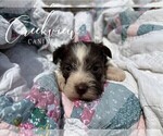 Small #9 Schnauzer (Miniature)