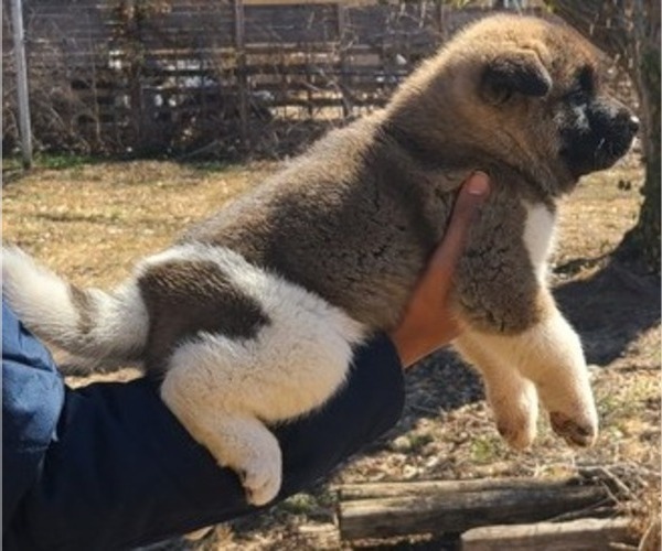 Medium Photo #1 Akita Puppy For Sale in KANSAS CITY, MO, USA