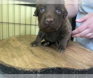 Chesapeake Bay Retriever Puppy for sale in HOMER, NY, USA