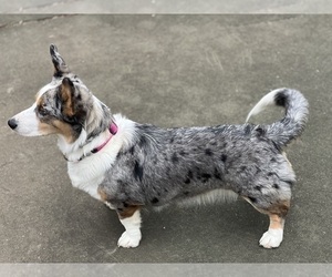 Mother of the Cardigan Welsh Corgi puppies born on 06/29/2023