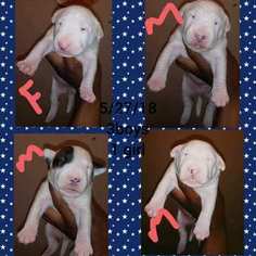 Bull Terrier Puppy for sale in CAMBRIA HEIGHTS, NY, USA