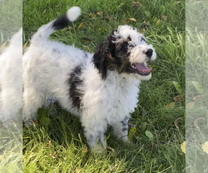 Bernedoodle (Miniature) Puppy for sale in NILES, MI, USA