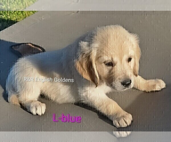 Medium Photo #11 English Cream Golden Retriever Puppy For Sale in BROWNSTOWN, MI, USA