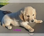 Small #10 English Cream Golden Retriever