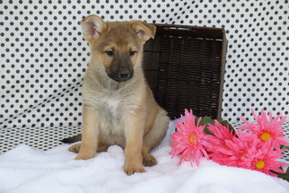 German Shepherd Dog Puppy for sale in FREDERICKSBURG, OH, USA