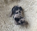 Puppy Clarissa Aussiedoodle Miniature 