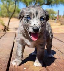 Australian Shepherd Puppy for sale in MARANA, AZ, USA