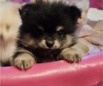 Small #19 Pomeranian