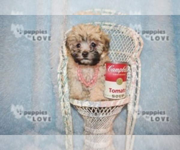 Medium Photo #13 Maltese-Poodle (Toy) Mix Puppy For Sale in SANGER, TX, USA