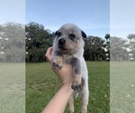 Small Photo #6 Australian Cattle Dog Puppy For Sale in KISSIMMEE, FL, USA