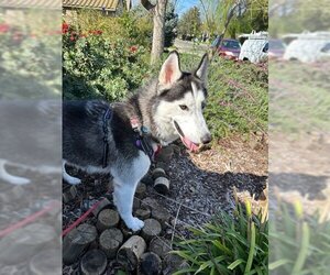 Huskies -Siberian Husky Mix Dogs for adoption in Woodland, CA, USA