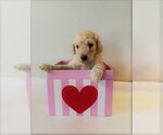 Small Photo #12 Goldendoodle Puppy For Sale in ZEBULON, NC, USA