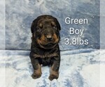 Small #3 Rottweiler