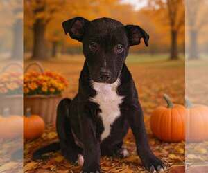 Rigley 26/793 - Male American Pit Bull Terrier-Unknown Mix Dog for Adoption - Photo #5