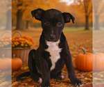 Small Photo #5 American Pit Bull Terrier-Unknown Mix Puppy For Sale in Talladega, AL, USA