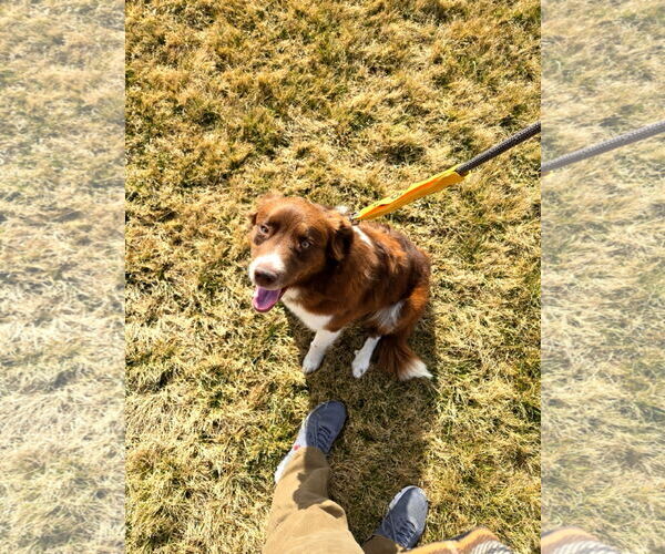 Medium Photo #4 Border Collie Puppy For Sale in Sandy, UT, USA