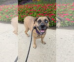 Small #3 Plott Hound Mix