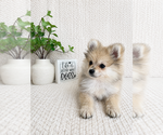 Small #1 Pomeranian