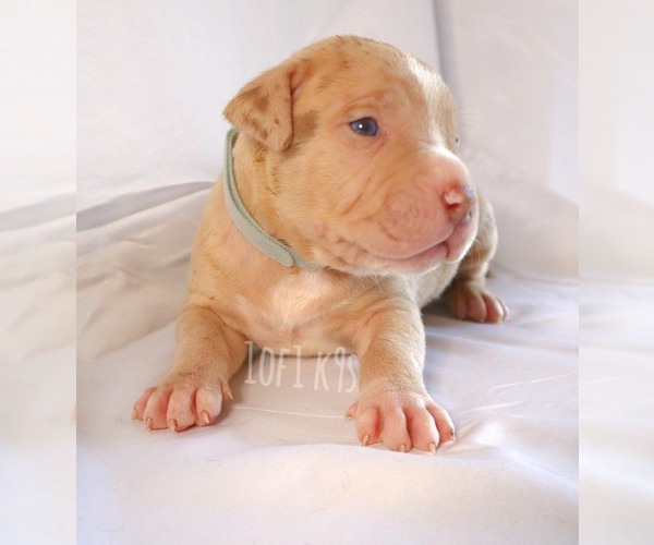 Medium Photo #22 American Bully Puppy For Sale in PALMDALE, CA, USA