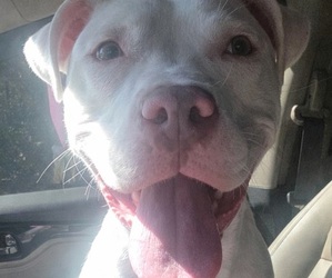 --American Staffordshire Terrier Mix Dogs for adoption in DUNNELLON, FL, USA