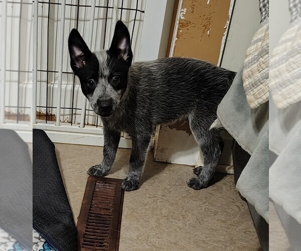 Medium Photo #5 Australian Cattle Dog Puppy For Sale in LAURENS, SC, USA