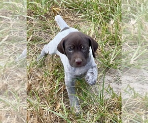 German Shorthaired Pointer Puppy for sale in WARSAW, NC, USA