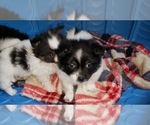 Small Photo #6 Shiranian Puppy For Sale in DINWIDDIE, VA, USA