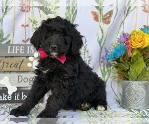 Medium Goldendoodle