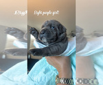 Small #3 Cane Corso