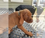 Small Photo #3 Vizsla Puppy For Sale in RALEIGH, NC, USA