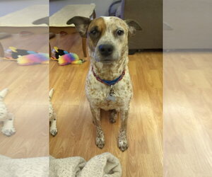 Rocco - Male Mutt Dog for Adoption - Photo #6