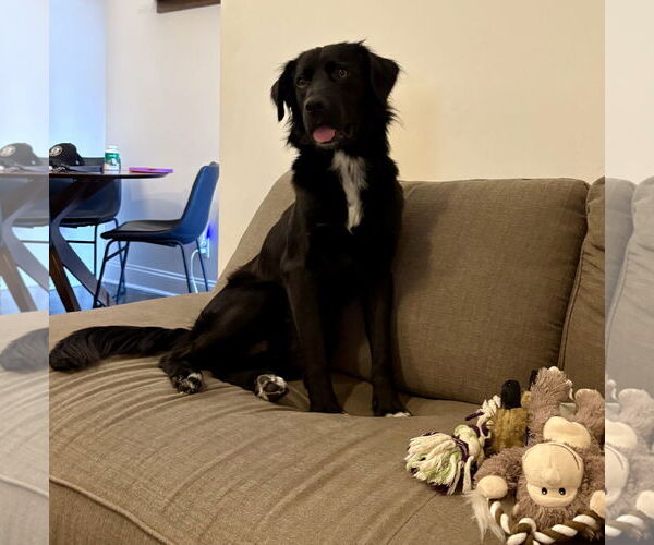 Medium Photo #5 Mutt Puppy For Sale in Westwood, NJ, USA