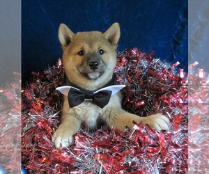 Shiba Inu Puppy for sale in NORWOOD, MO, USA