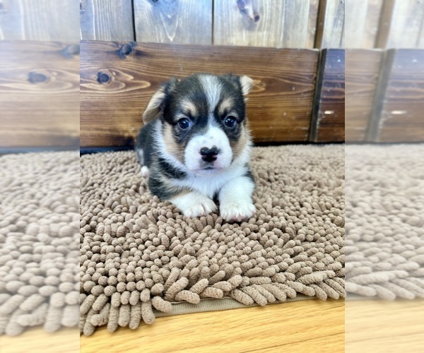 Medium Photo #3 Pembroke Welsh Corgi Puppy For Sale in ROCK VALLEY, IA, USA