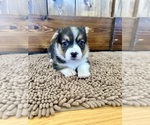Small Photo #8 Pembroke Welsh Corgi Puppy For Sale in ROCK VALLEY, IA, USA