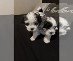Small Photo #18 Morkie Puppy For Sale in CHICAGO, IL, USA