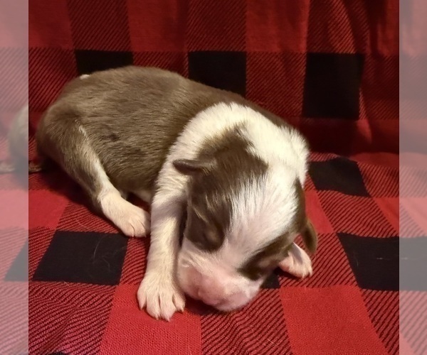 Medium Photo #5 Australian Shepherd Puppy For Sale in EUSTIS, FL, USA