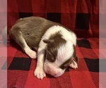 Small #4 Australian Shepherd