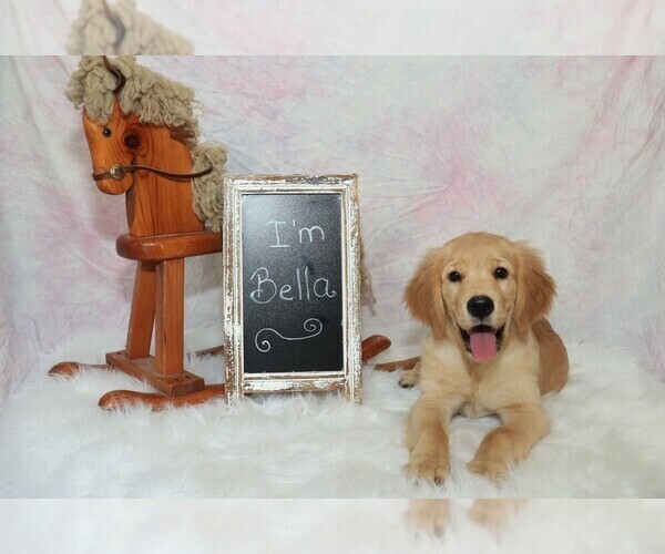 Medium Photo #6 Golden Retriever Puppy For Sale in GREENCASTLE, PA, USA