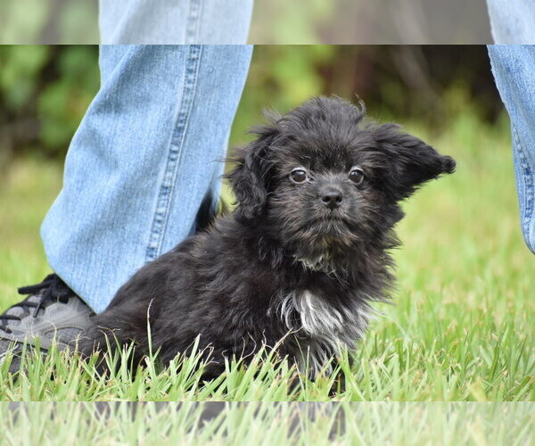 Medium Photo #5 Shih Aussie Puppy For Sale in PALM COAST, FL, USA