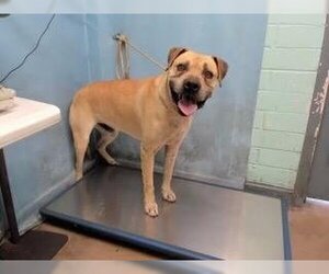 Kobe Boy - Male Black Mouth Cur-Boxer Mix Dog for Adoption - Photo #7