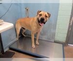 Small #6 Black Mouth Cur-Boxer Mix