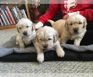 Golden Retriever Puppy for sale in MORAVIA, NY, USA