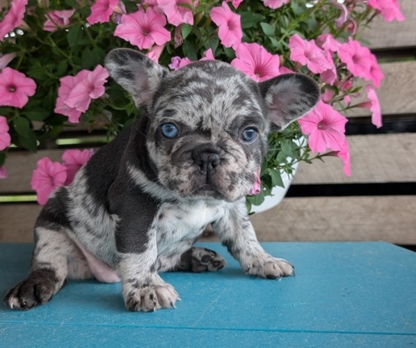 Medium Photo #5 French Bulldog Puppy For Sale in GOSHEN, IN, USA