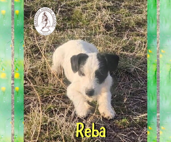 Medium Photo #2 Jack Russell Terrier-Unknown Mix Puppy For Sale in Red Lodge, MT, USA