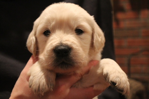 Medium Photo #1 Golden Retriever Puppy For Sale in TOONE, TN, USA