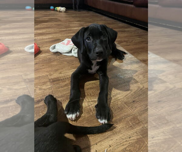 Medium Photo #1 Labrador Retriever-Unknown Mix Puppy For Sale in FRAMINGHAM, MA, USA