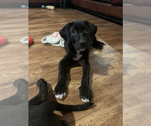 Labrador Retriever-Unknown Mix Dogs for adoption in FRAMINGHAM, MA, USA